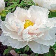 WinterPeony